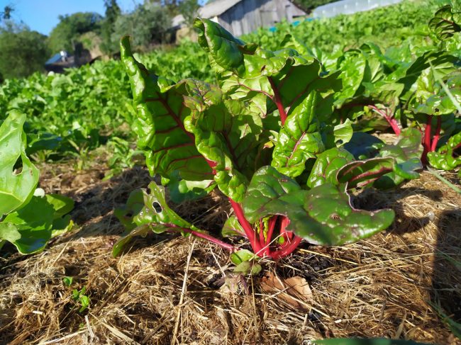 La Ferme de Rouzen