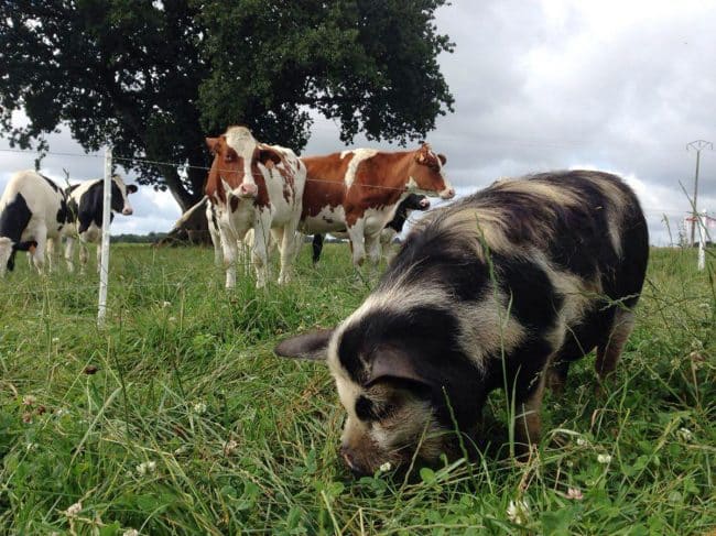 Le cochon en Bretagne : Chiffres clés, types d&rsquo;élevages et Labels