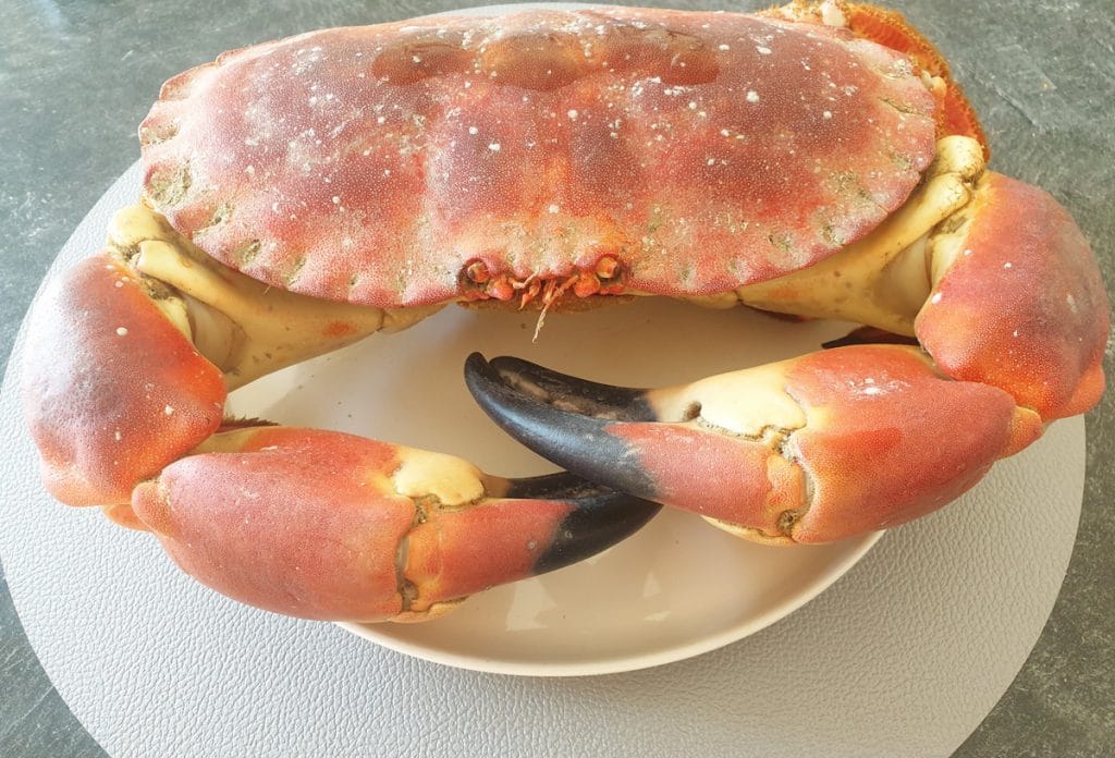 Tourteau breton : comment le choisir, le cuire et le déguster Tourteau breton : comment le choisir, le cuire et le déguster