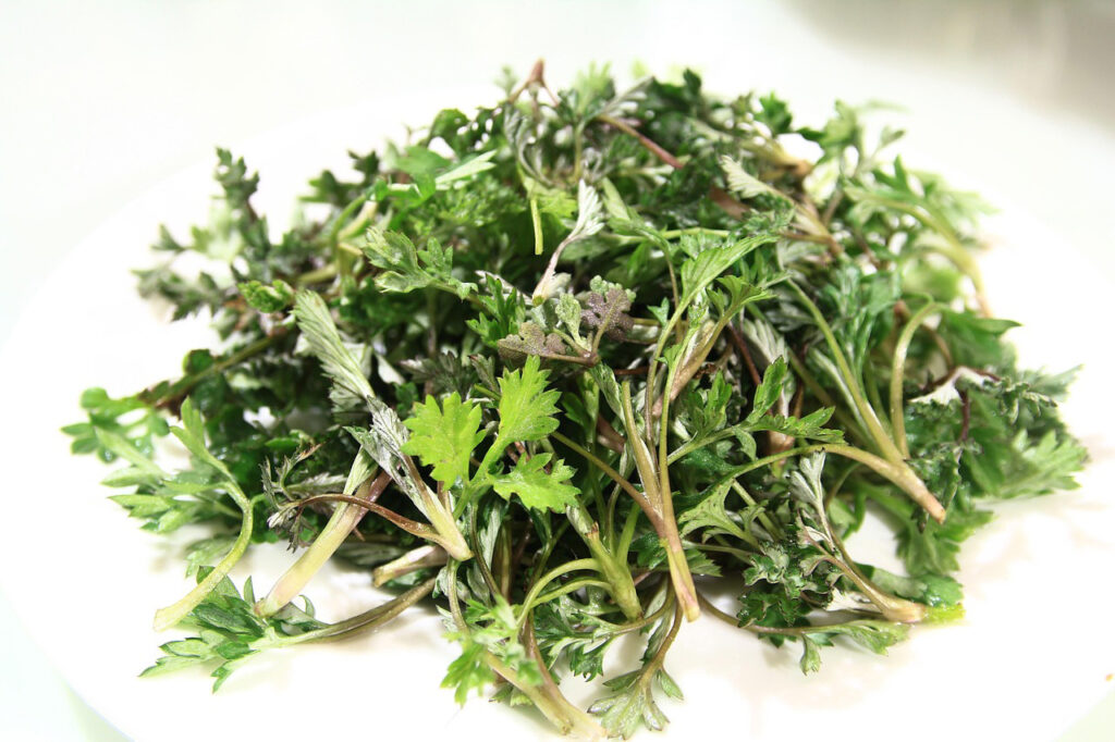L’armoise : reconnaître, cuisiner et cultiver cette plante sauvage