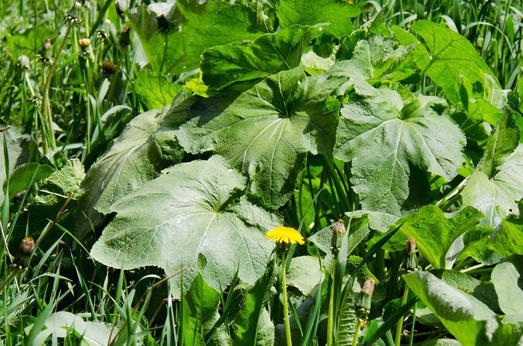 La bardane : origine, bienfaits et idées recettes d’une plante millénaire