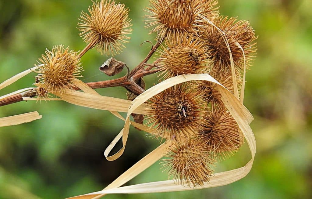 La bardane : origine, bienfaits et idées recettes d’une plante millénaire