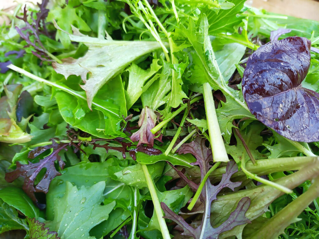 Les bienfaits de la salade verte : santé & astuces