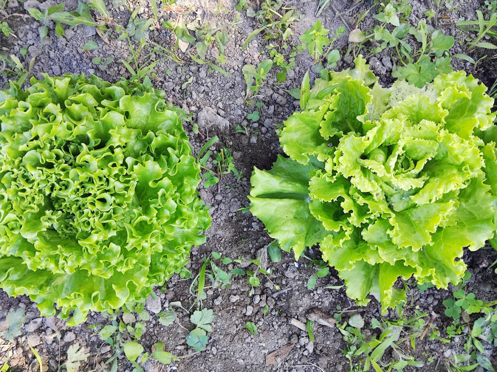 Les bienfaits de la salade verte : santé & astuces