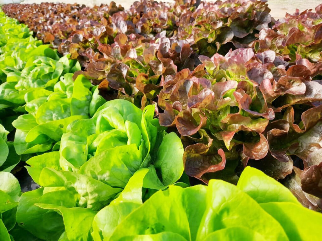 Les bienfaits de la salade verte : santé & astuces