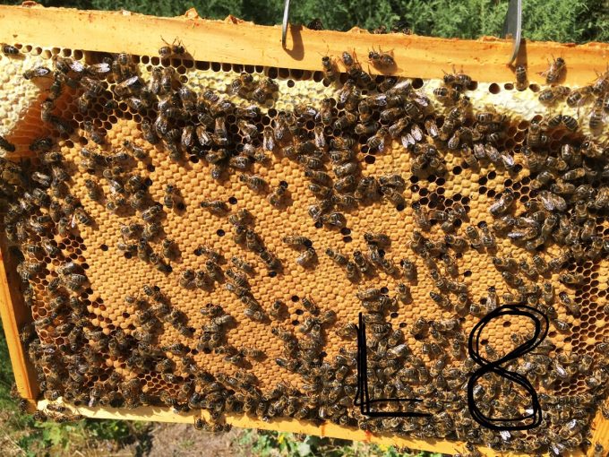 Miel Bigouden - Abeilles noires de Bretagne