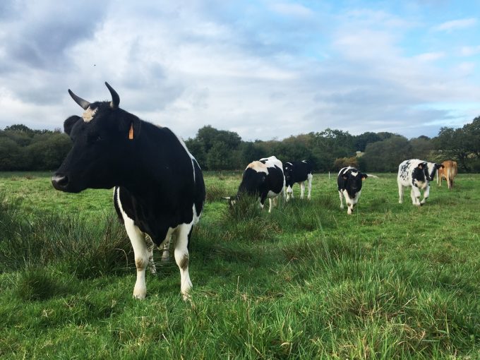 Ferme de Rhun Izella - pie noire bretonne au pré