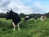 Ferme de Rhun Izella - pie noire bretonne au pré