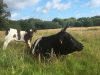 Ferme de Rhun Izella - repos dans l'herbe