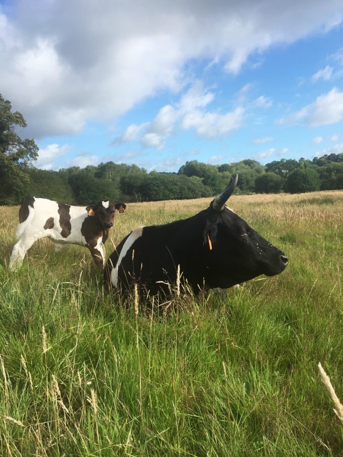 Ferme de Rhun Izella - repos dans l'herbe