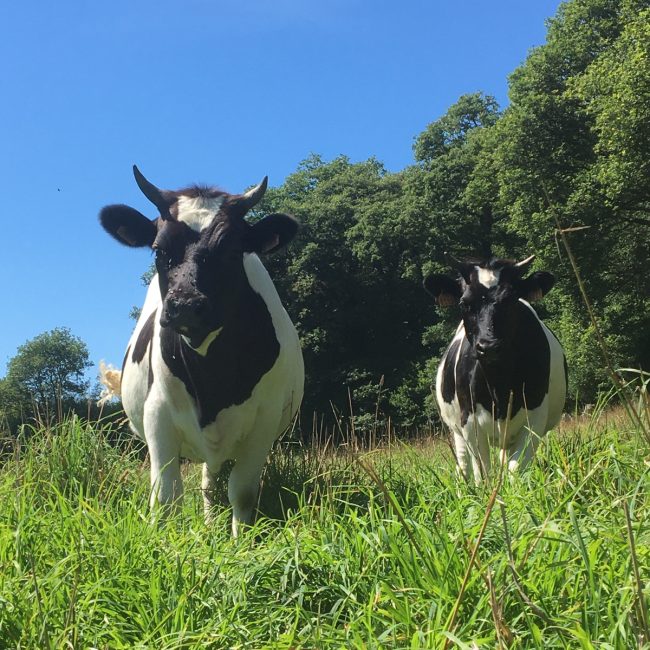 Ferme de Rhun Izella