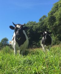 Ferme de Rhun Izella
