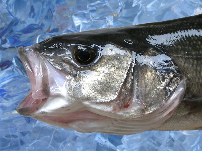 ADYCAT Bateau de Pêche - poisson ultra frais