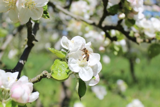 Cidrerie Les Vergers de Kermao - pommiers en fleurs