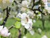 Cidrerie Les Vergers de Kermao - pommiers en fleurs