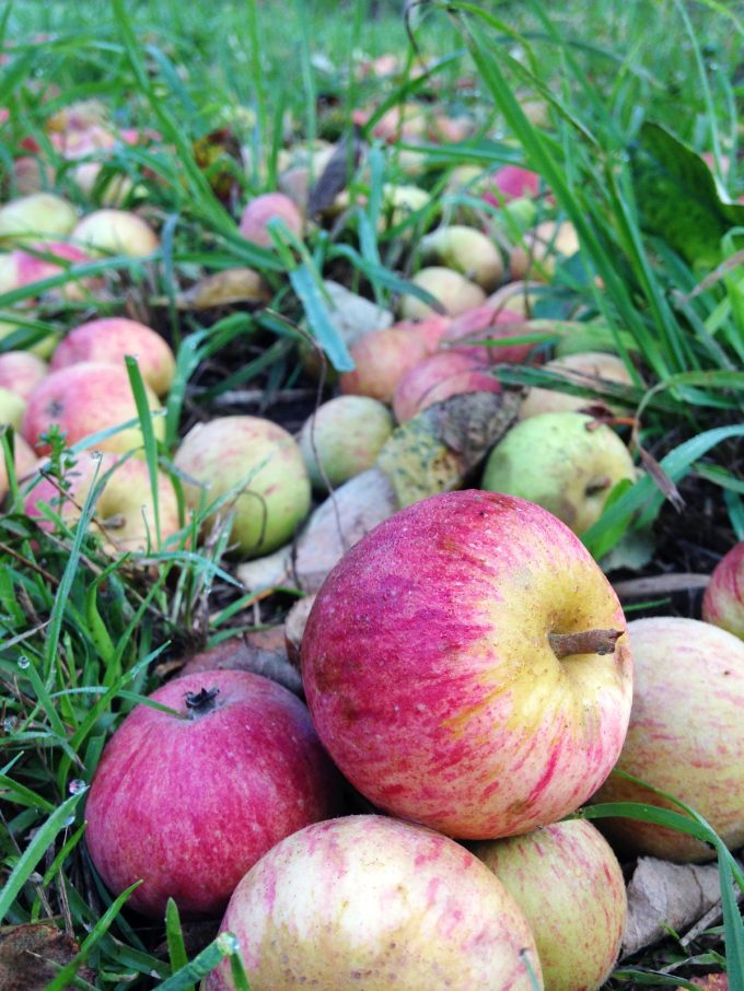Cidrerie Les Vergers de Kermao - pommes à terre