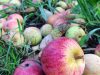Cidrerie Les Vergers de Kermao - pommes à terre
