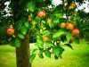Cidrerie Les Vergers de Kermao - pommes sur l'arbre