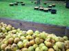 Cidrerie Les Vergers de Kermao - ruches dans le verger