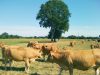 Ferme du Brulon - bétail au pâturage
