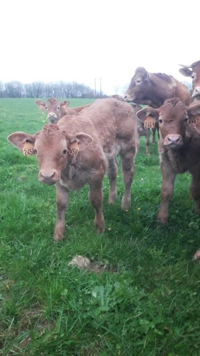 Ferme du Brulon - jeunes bovins