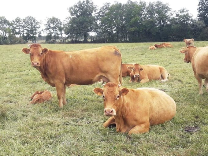 Ferme du Brulon - bovins à l'herbe