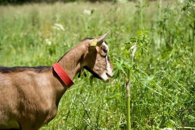 Chèvrerie Bécot - chèvre à l'herbe