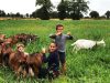 Chèvrerie Bécot - troupeau de chèvres
