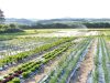 Ferme de la Clef des Garennes - cultures de légumes en plein air