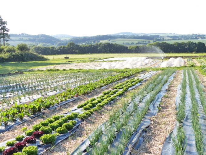 Ferme de la Clef des Garennes - cultures de légumes en plein air