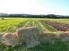 Ferme de la Clef des Garennes - paillage