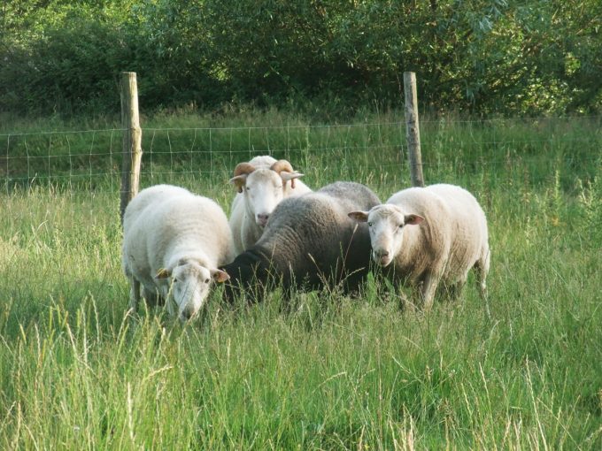 Ferme du Vallon de Toulan - à l'herbe