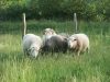 Ferme du Vallon de Toulan - à l'herbe