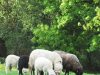 Ferme du Vallon de Toulan - Landes de Bretagne