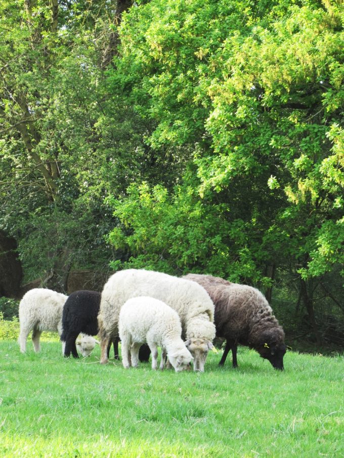 Ferme du Vallon de Toulan - Landes de Bretagne