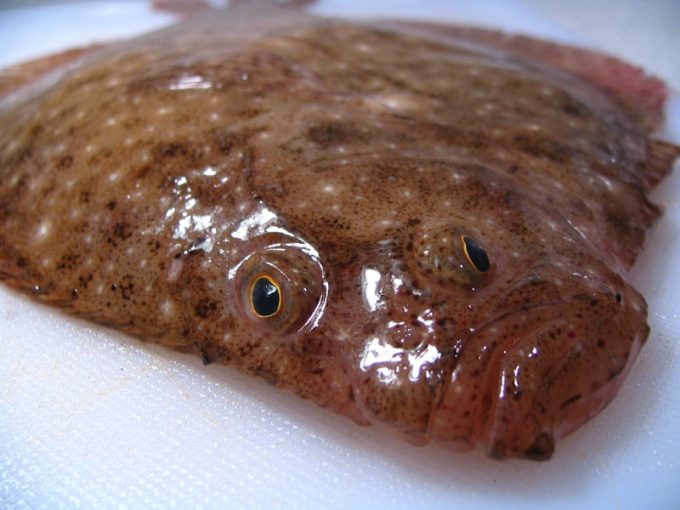 ADYCAT Bateau de Pêche - poissons plats