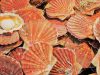 Coquilles St Jacques