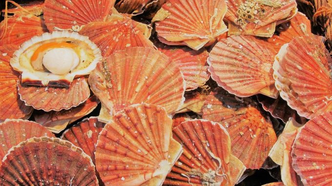 Coquilles St Jacques