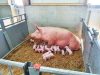 Ferme de la Grande Villatte - truie allaitante et porcelets