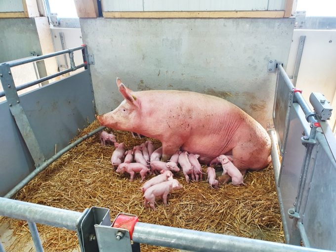 Ferme de la Grande Villatte - truie allaitante et porcelets