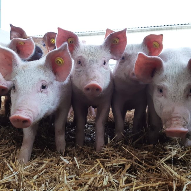 Ferme de la Grande Villatte