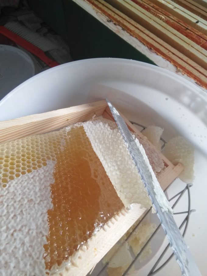 Rucher Melen ha Du - extraction