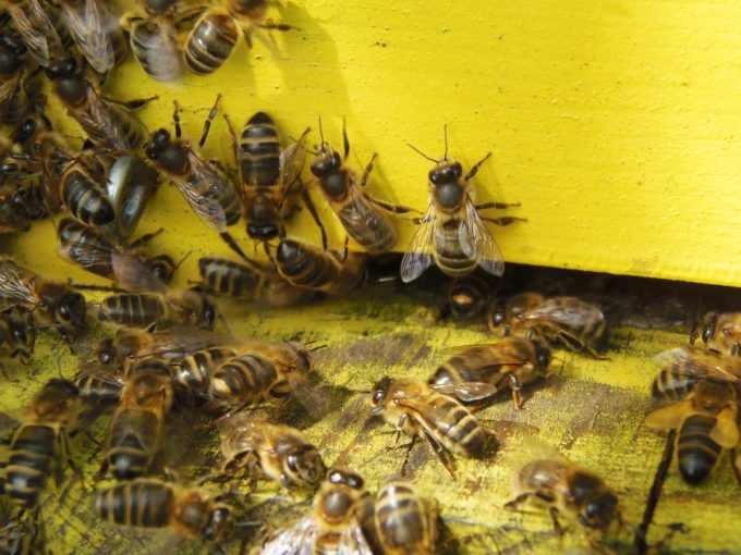 Rucher Melen ha Du - Abeilles