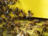 Rucher Melen ha Du - Abeilles