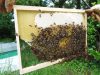 Rucher Melen ha Du - extraction et abeilles