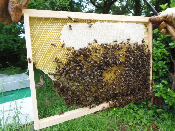 Rucher Melen ha Du - extraction et abeilles