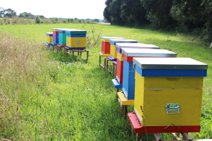 Bee'Flora - ruches colorées