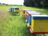 Bee'Flora - ruches colorées