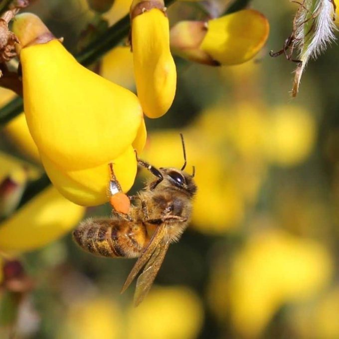 Bee'Flora - abeille butinant