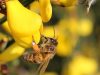 Bee'Flora - abeille butinant